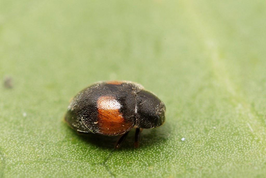 Image description Coccinelle velue à bandes