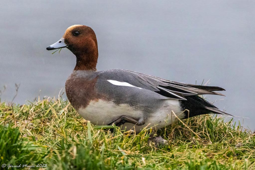 Image description Canard siffleur