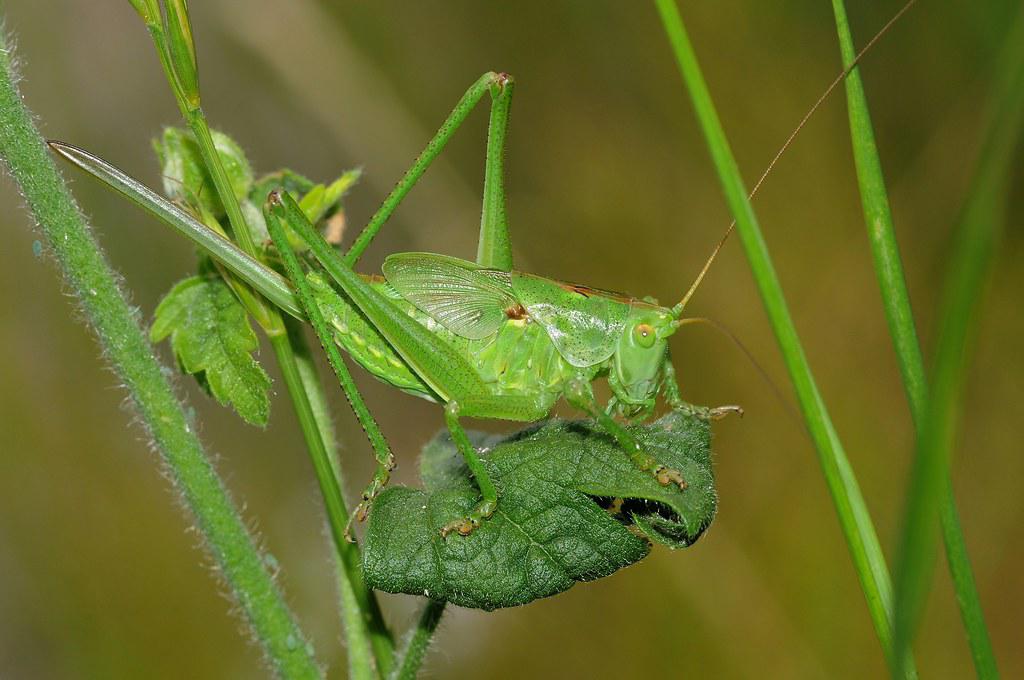 Image description Grande Sauterelle verte