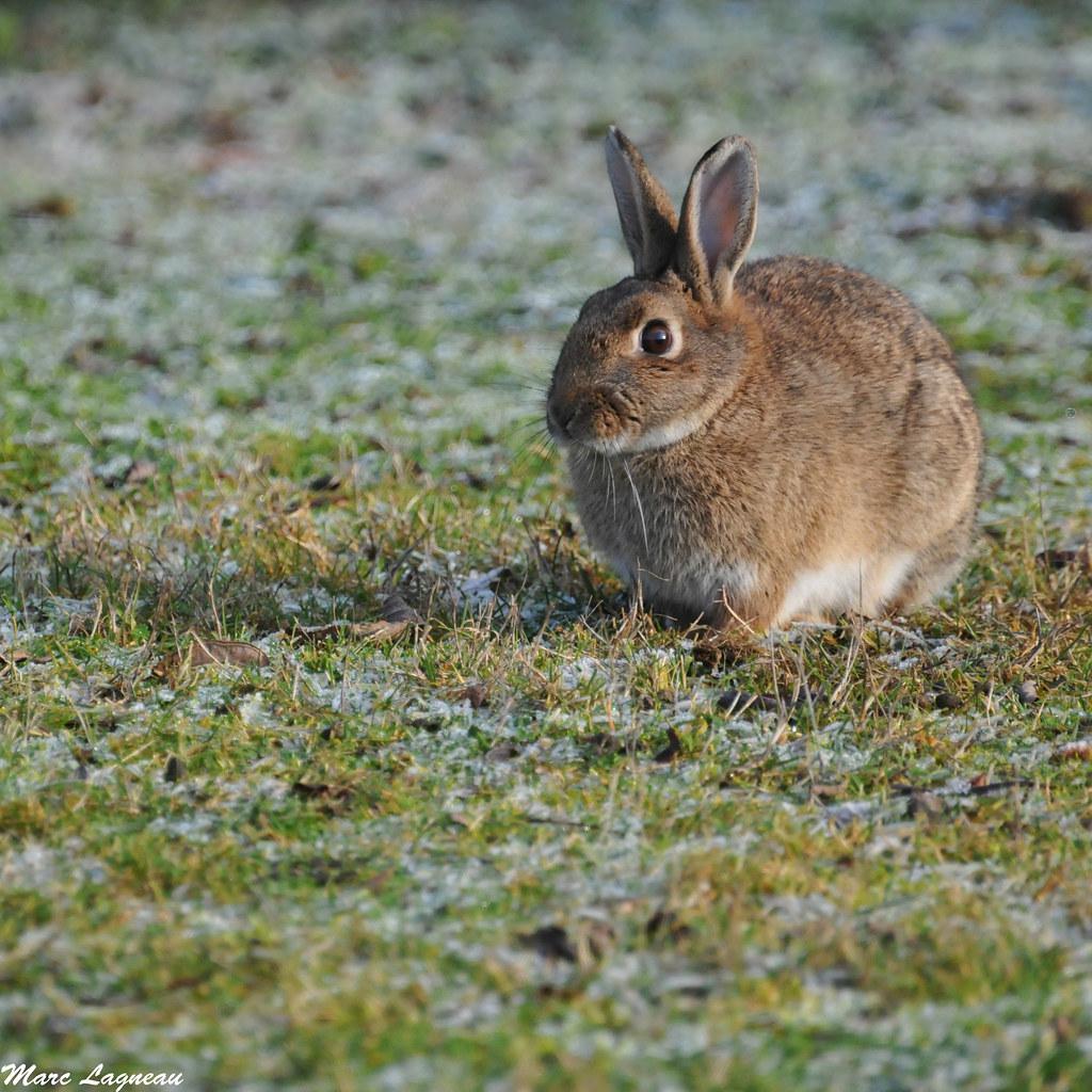 Image description Lapin de garenne