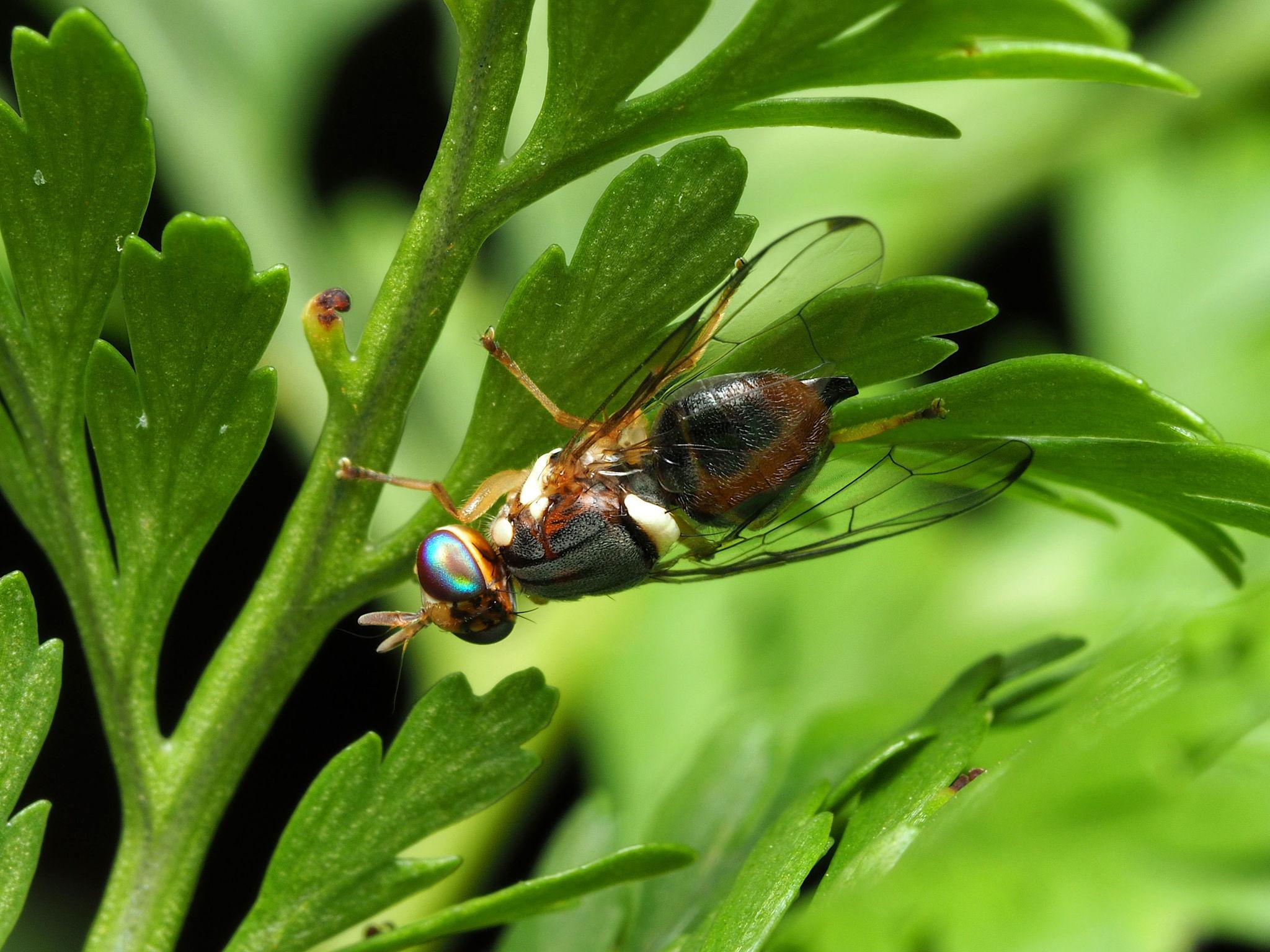 Image description Mouche de l’olive