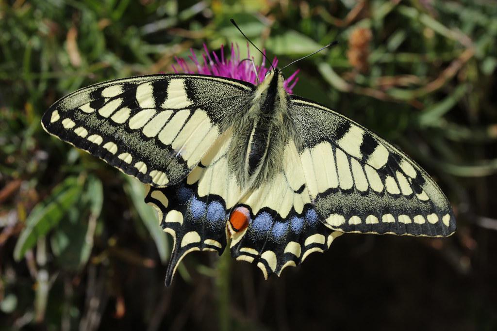 Image description Machaon (Le)