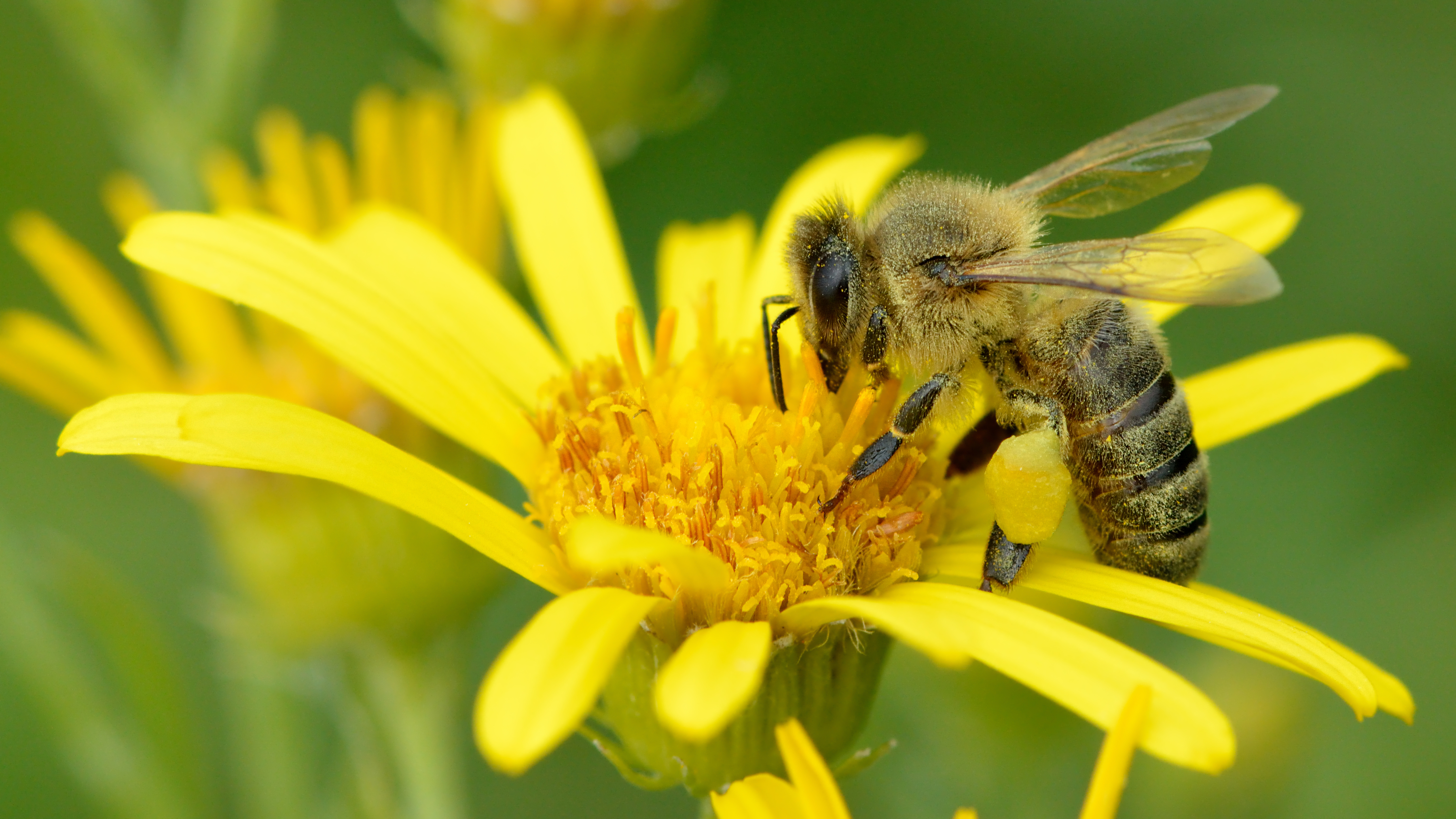 Image description Abeille domestique