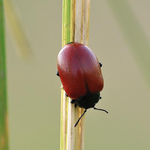 Image description Chrysomèle populaire