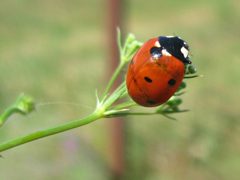 Image description Coccinelle à 7 points