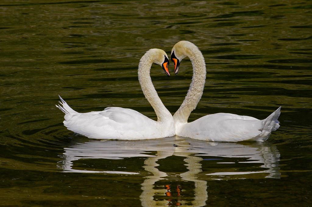 Image description Cygne tuberculé