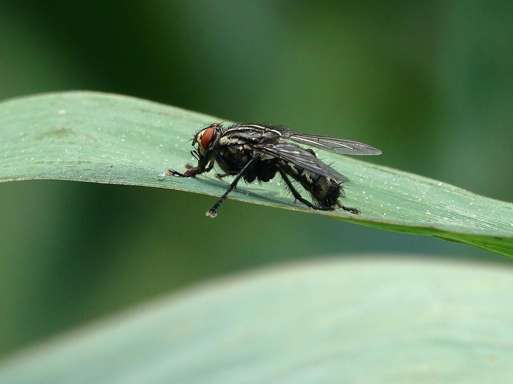 Image description Mouche à damier