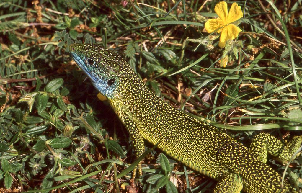 Image description Lézard à deux raies (Le)