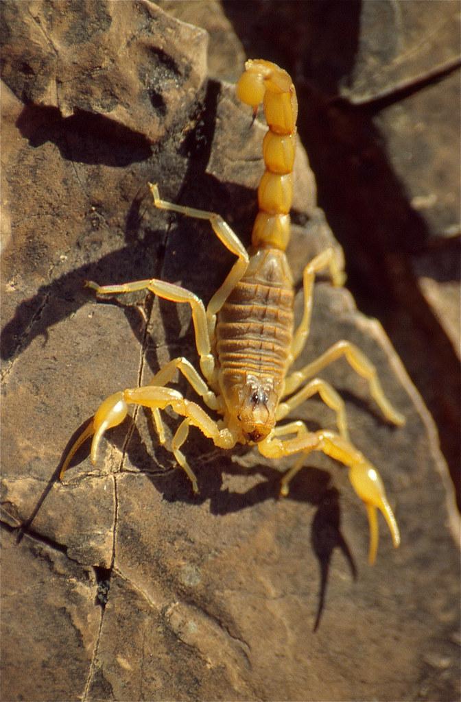 Image description Scorpion languedocien