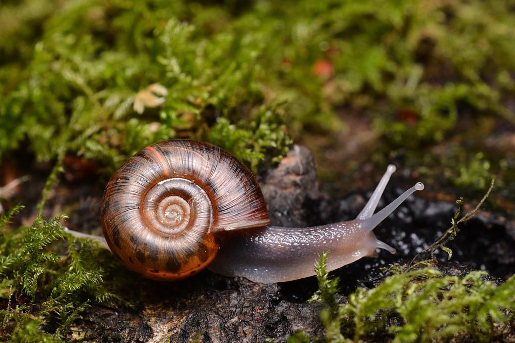 Image description Escargot de Quimper