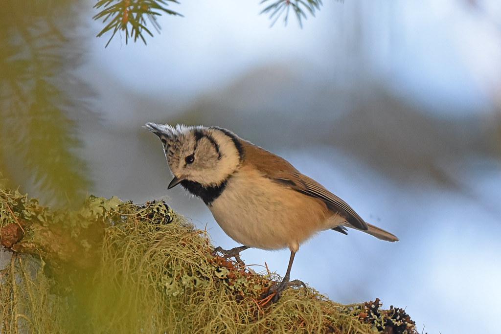 Image description Mésange huppée