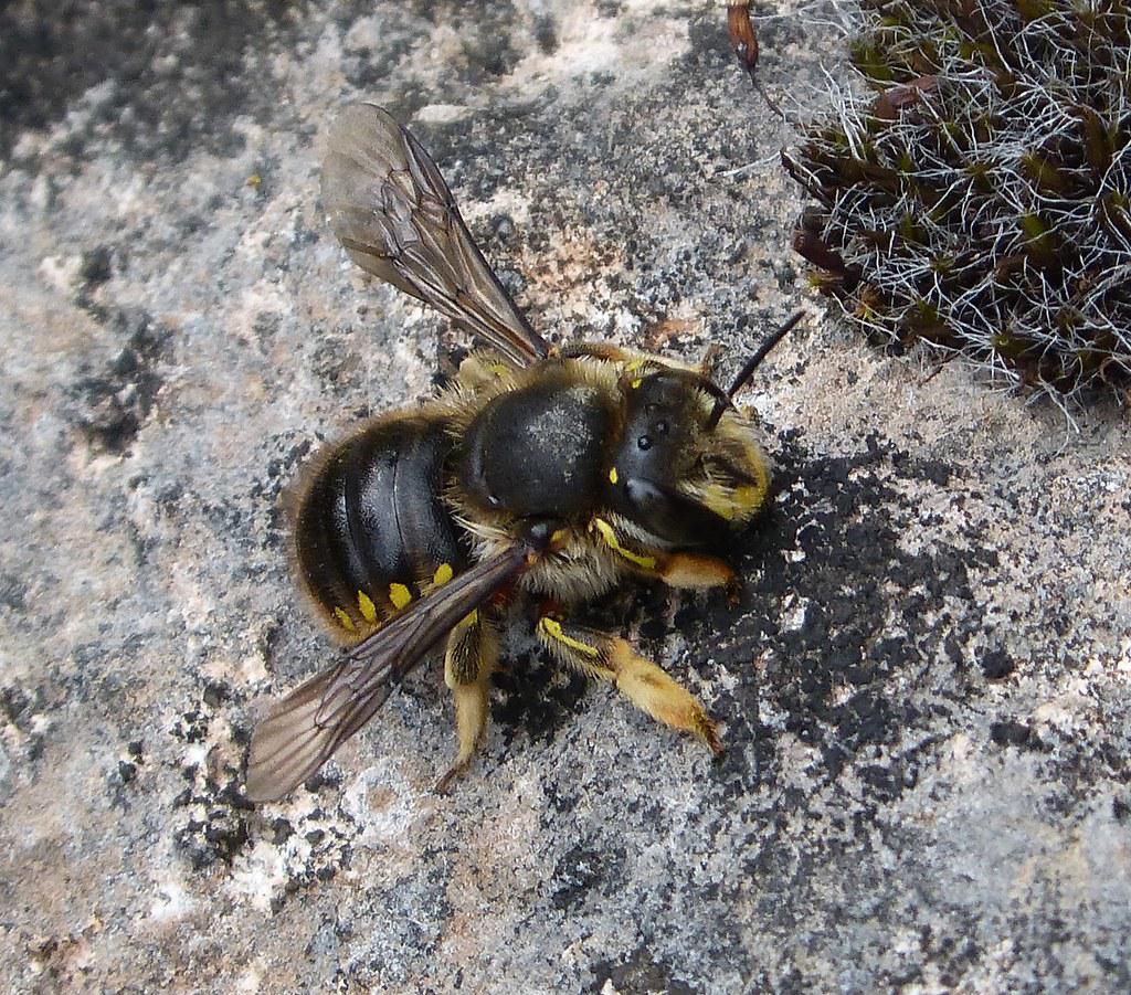 Image description Abeille cotonnière