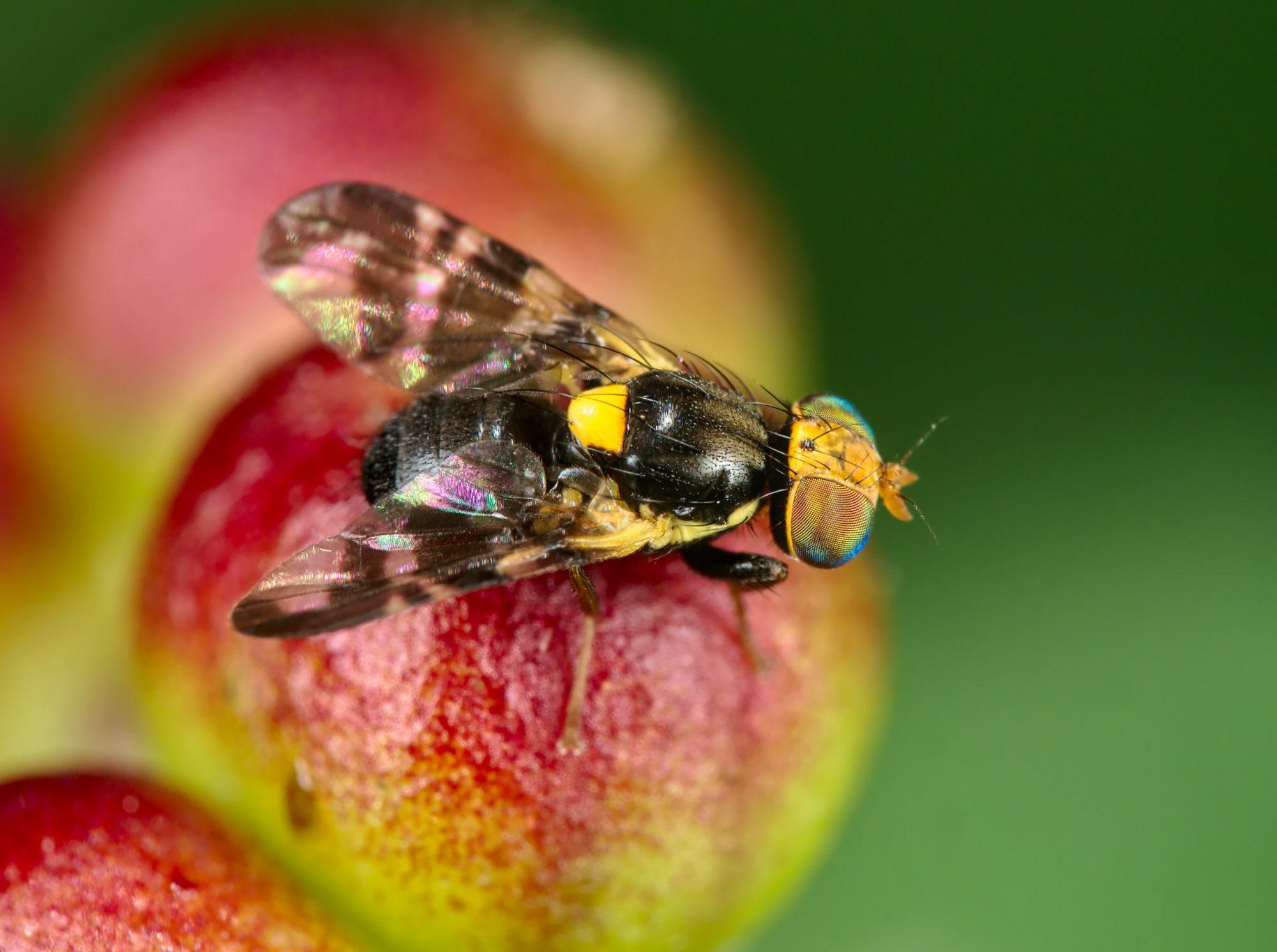 Image description Mouche de la cerise