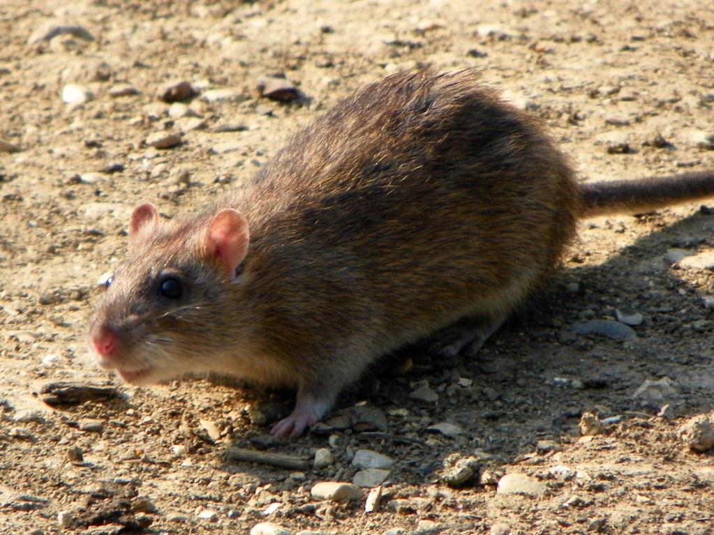 Image description Rat surmulot