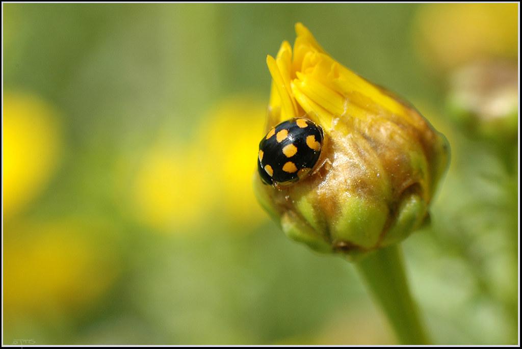 Image description Coccinelle à damier