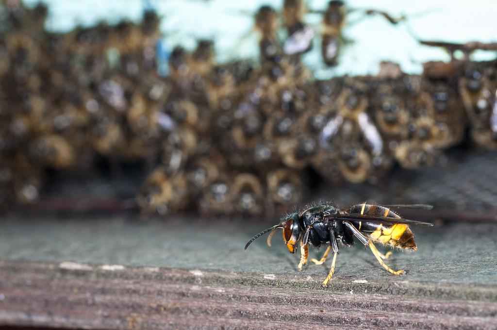 Image description Frelon à pattes jaunes