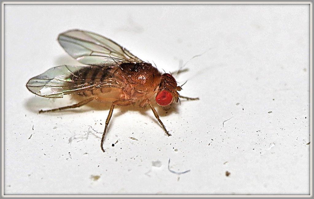 Image description Mouche du vinaigre