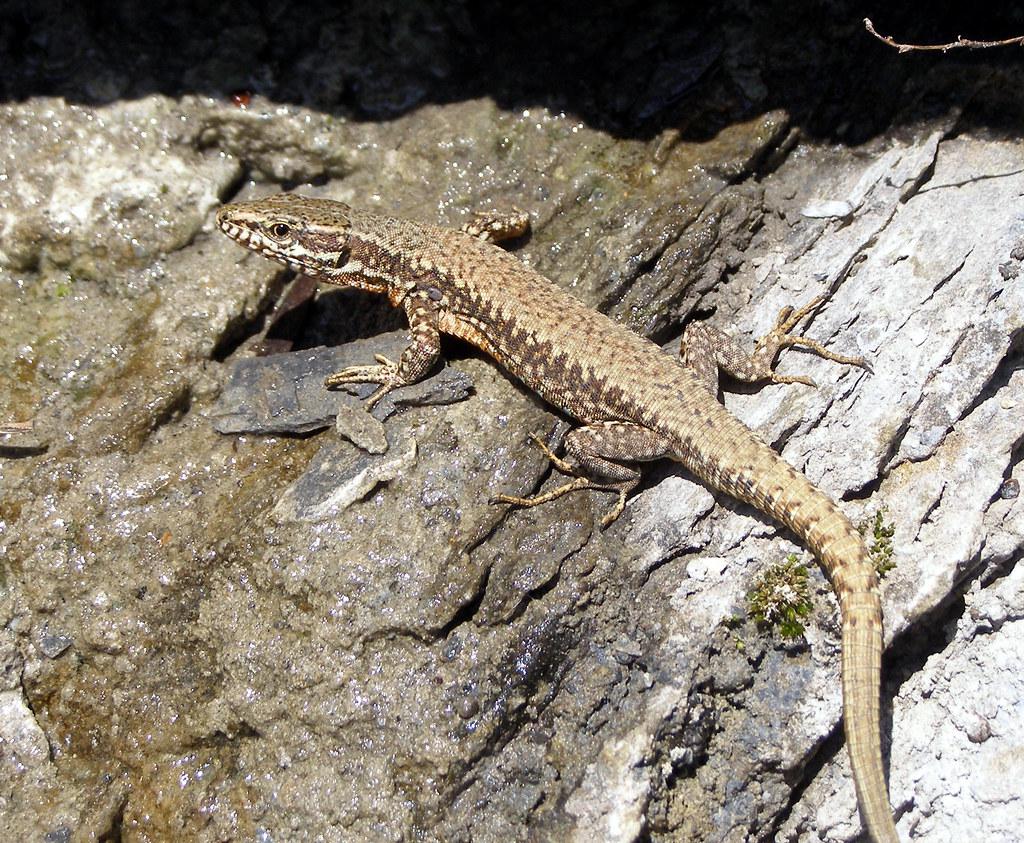 Image description Lézard des murailles (Le)