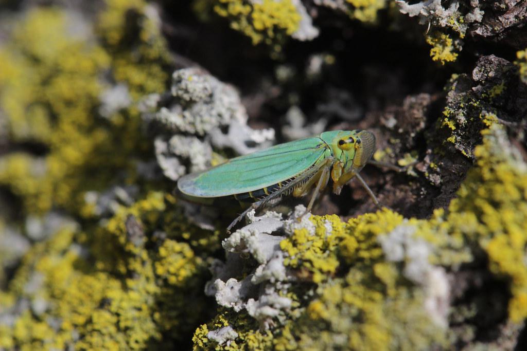 Image description Cicadelle verte