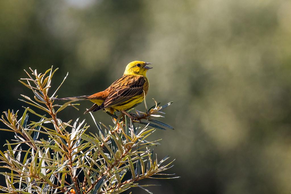 Image description Bruant jaune