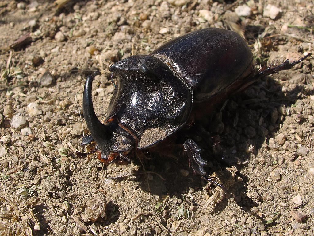 Image description Scarabée rhinocéros européen