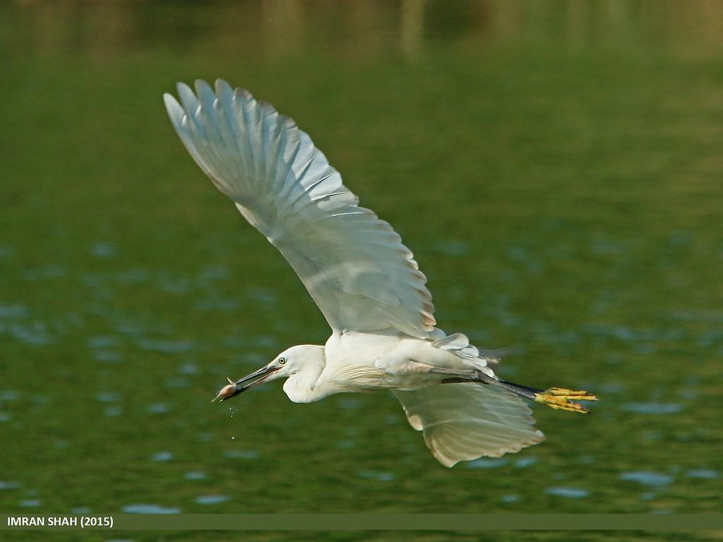 Image description Aigrette garzette