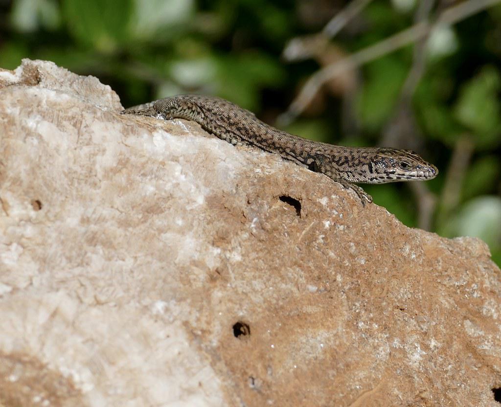 Image description Lézard catalan (Le)