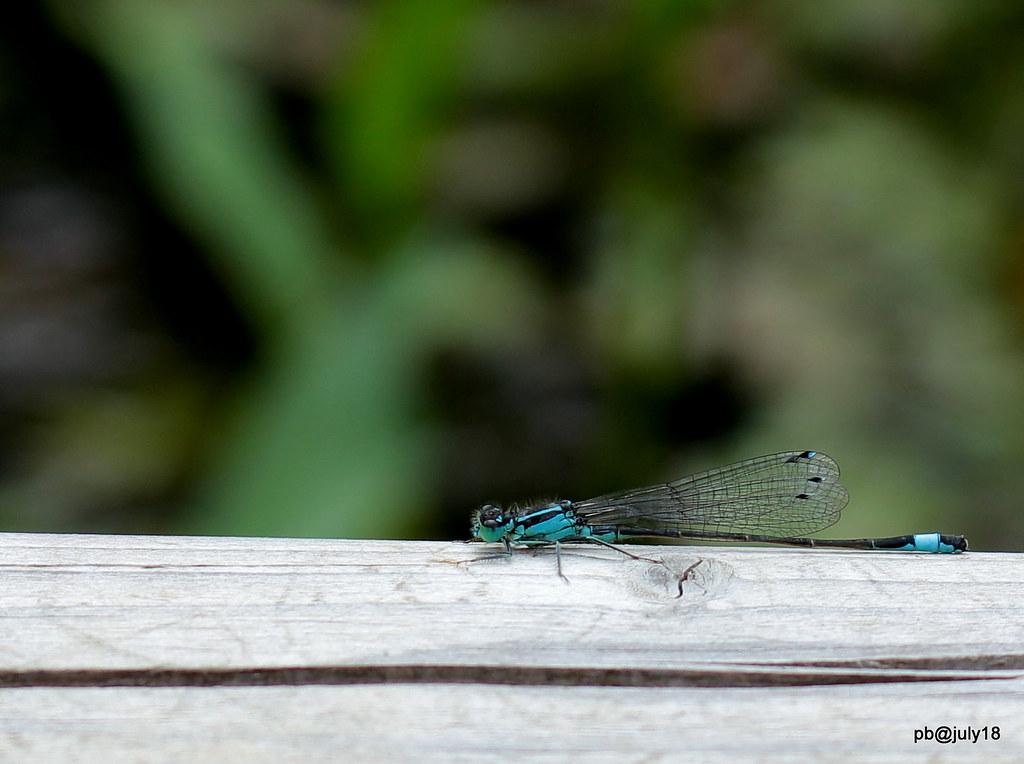 Image description Agrion élégant