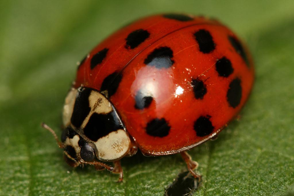 Image description Coccinelle asiatique (la)