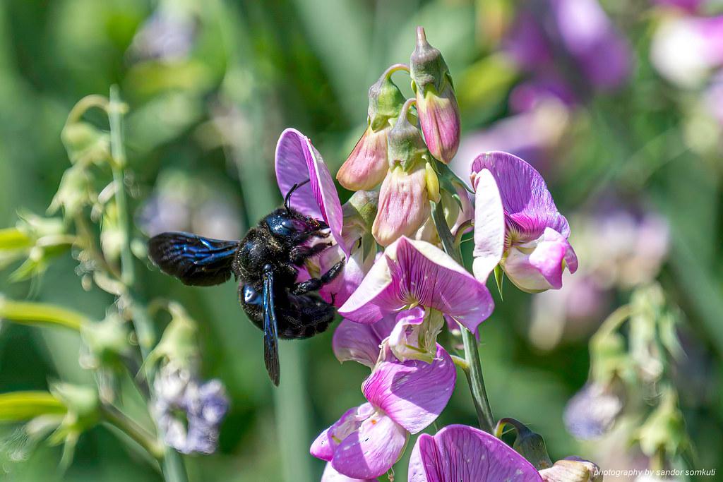 Image description Abeille charpentière