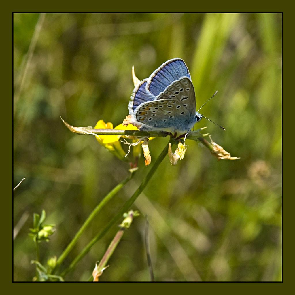 Image description Azuré de la Bugrane (L')