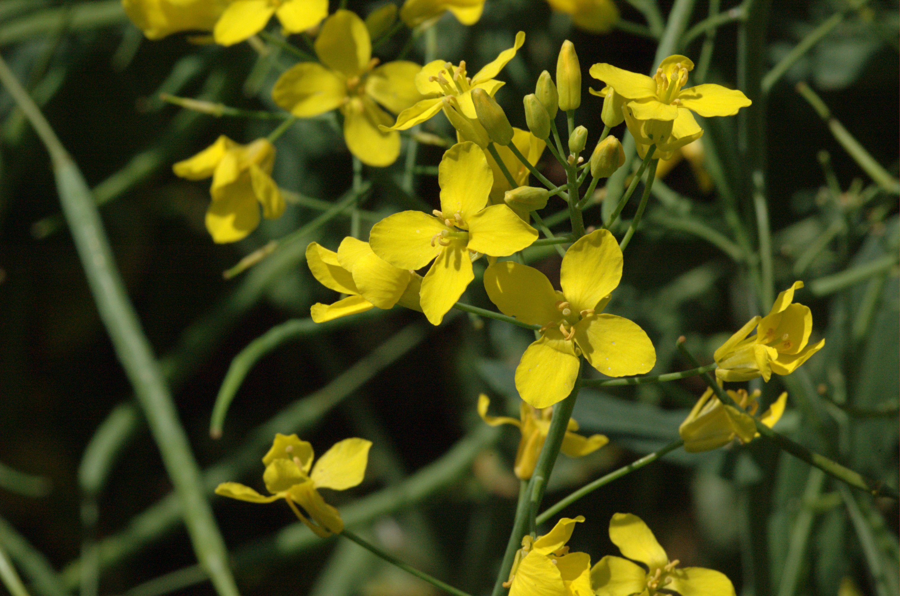 Image description Brassica napus