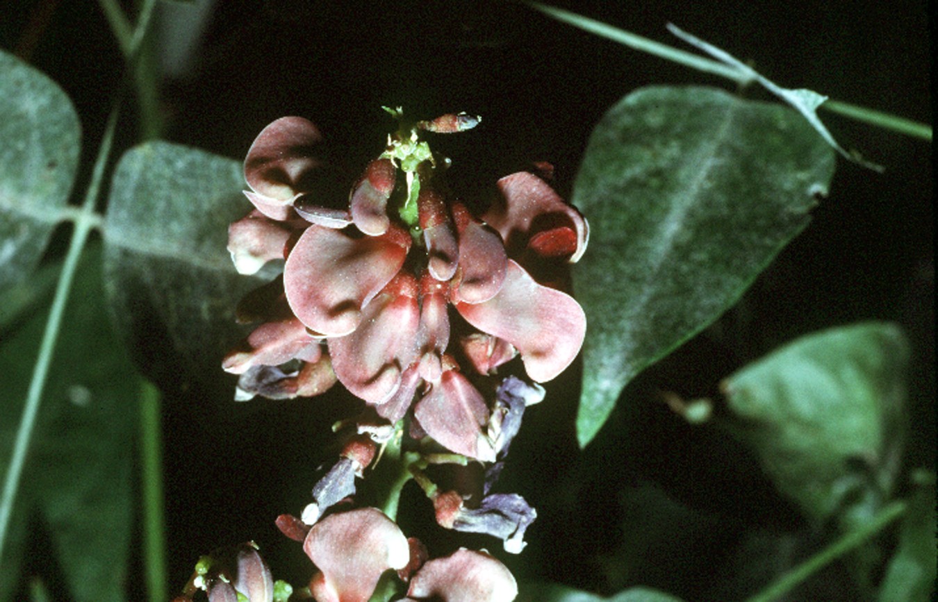 Image description Glycine tubéreuse