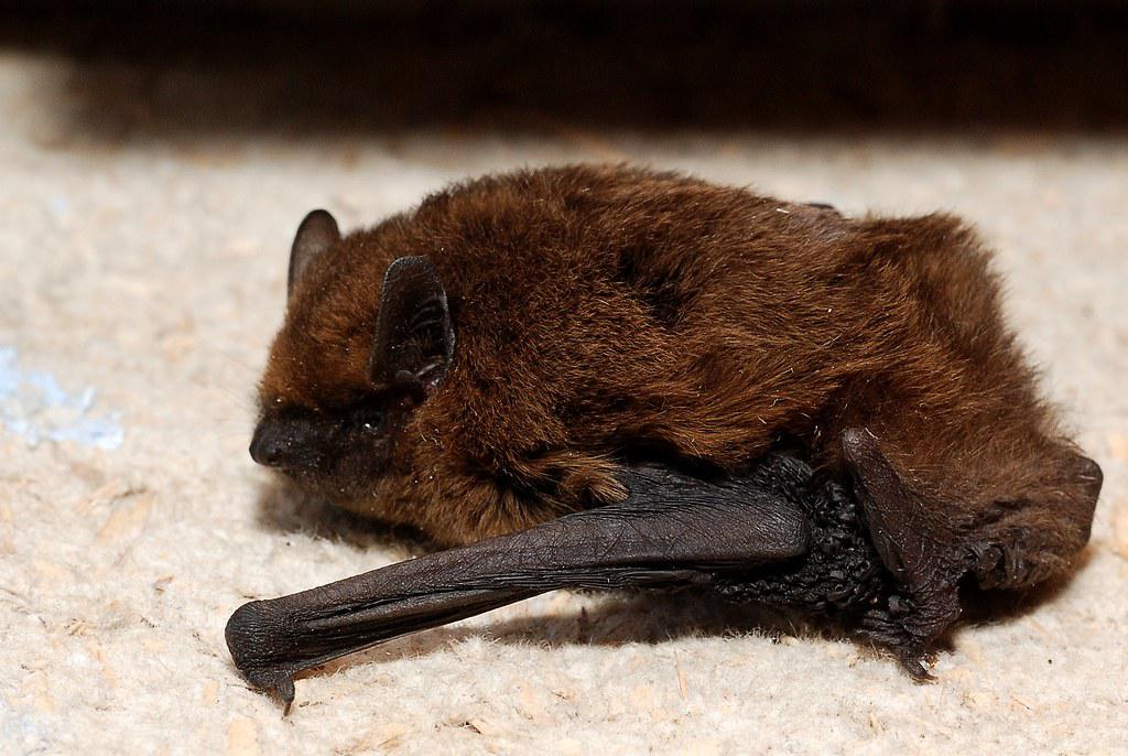 Image description Pipistrelle commune