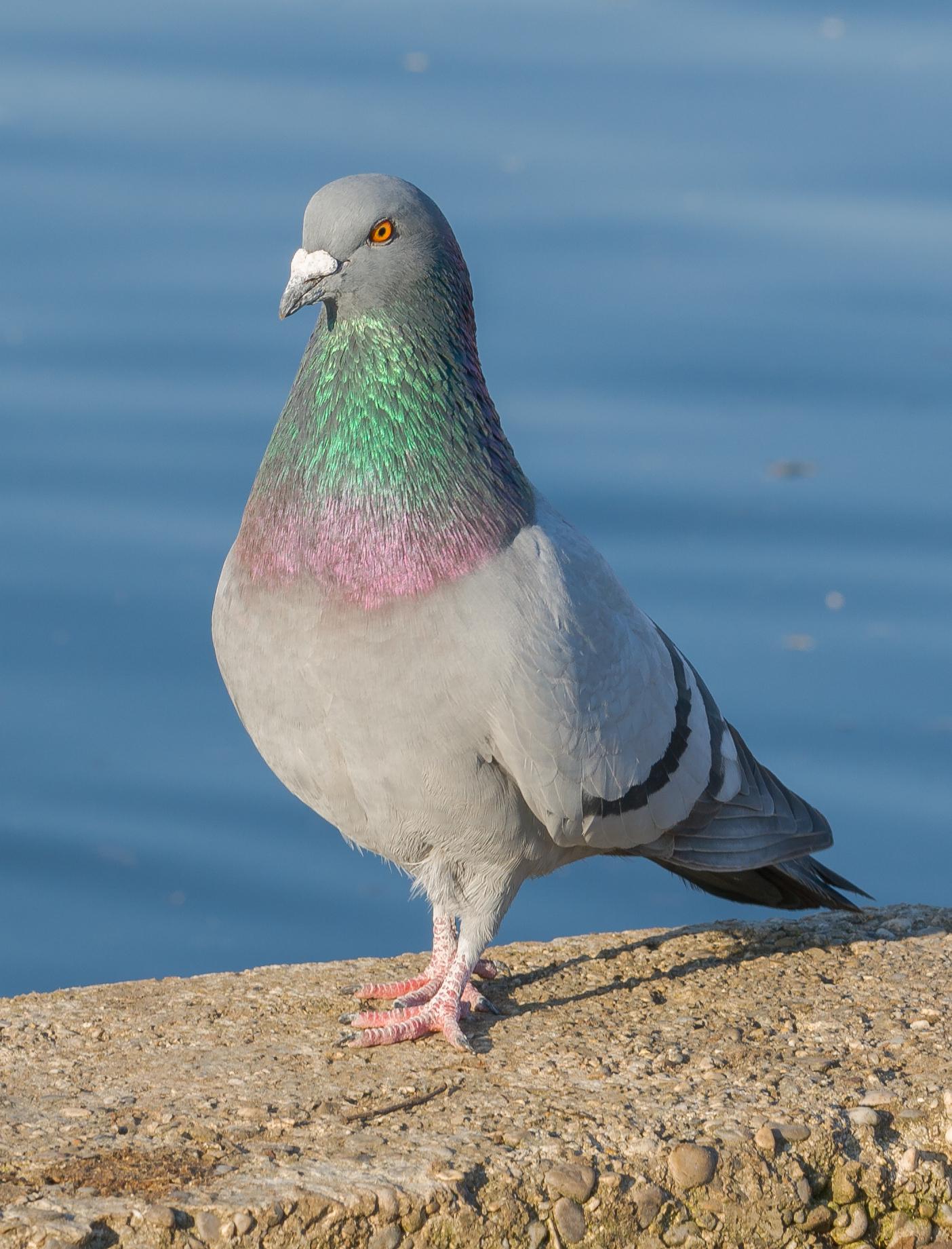 Image description Pigeon biset