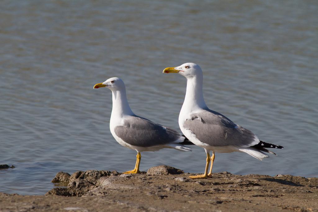 Image description Goéland leucophée