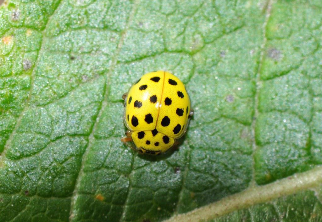 Image description Coccinelle à 22 points