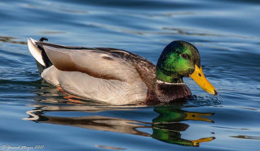 Image description Canard colvert