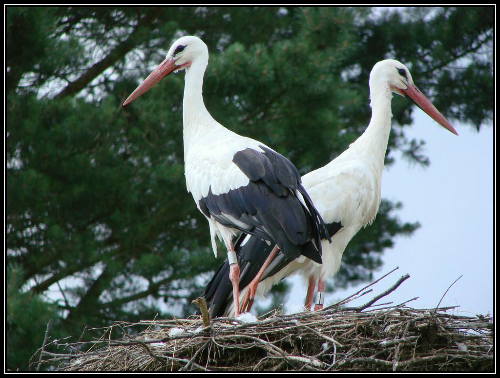 Image description Cigogne blanche